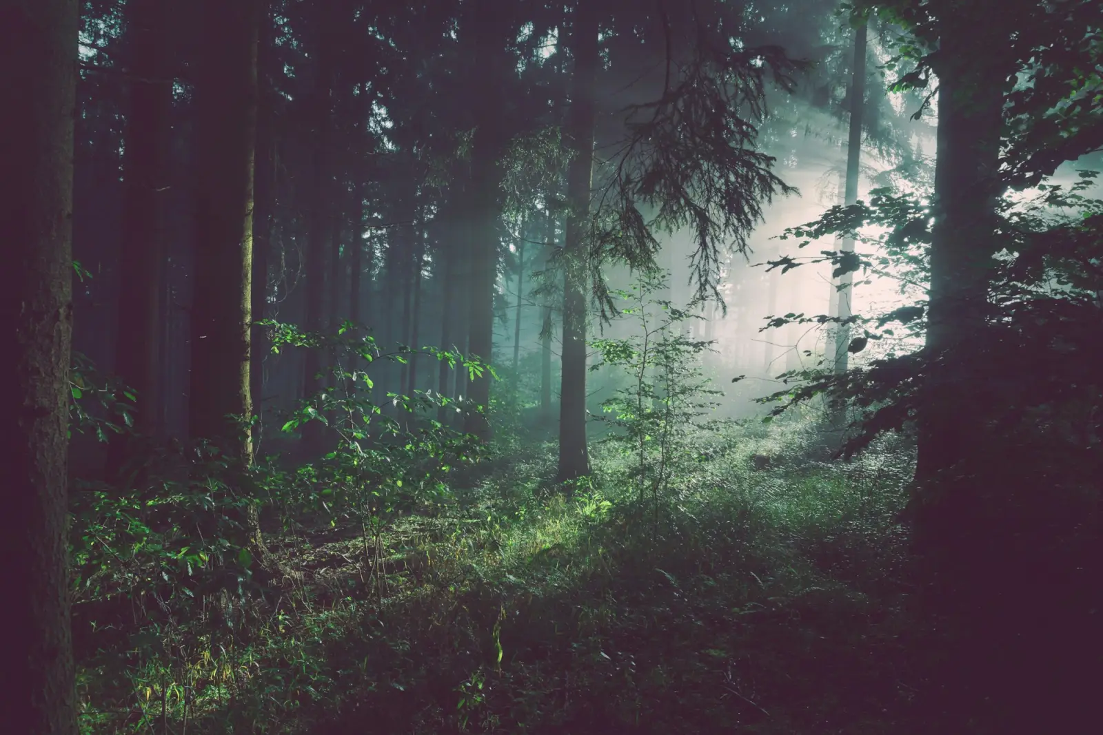 Lumière à travers la forêt